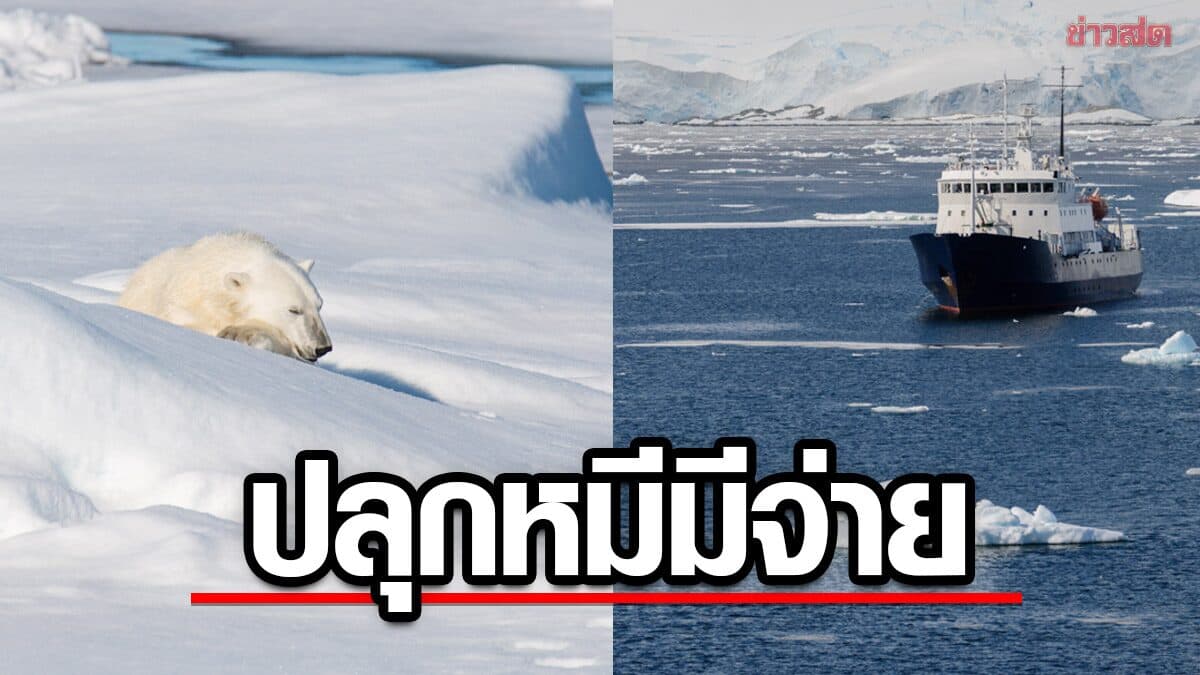 งานเข้า! คนขับเรือถูกปรับกว่า 1.7 แสนบาท หลังใช้แตรหมอกปลุก “หมีขั้วโลก”