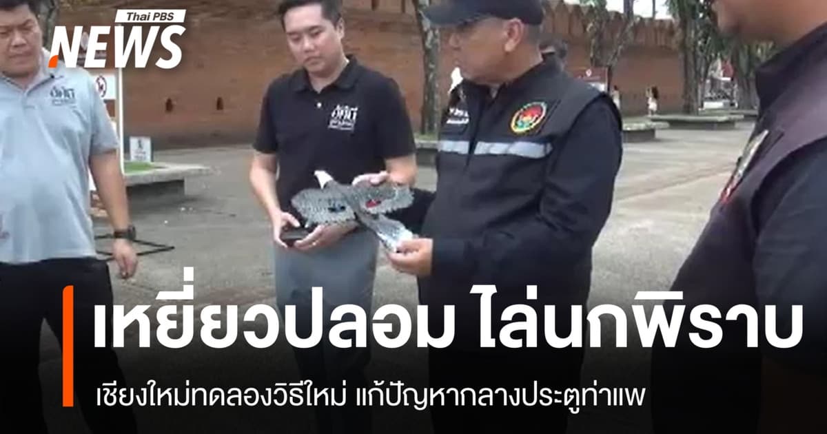 นวัตกรรมไล่นกพิราบ เชียงใหม่ทดลอง "เหยี่ยวปลอม" บินโฉบประตูท่าแพ