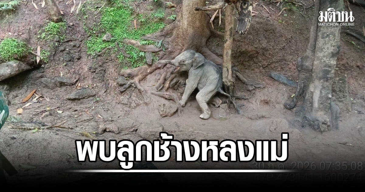 พบลูกช้าง อายุ 2 สัปดาห์ พลัดหลงแม่กลางป่าไทรโยค แผลเต็มตัวหิวโซ ดูดรากไม้ ก้อนหินแทนนมแม่
