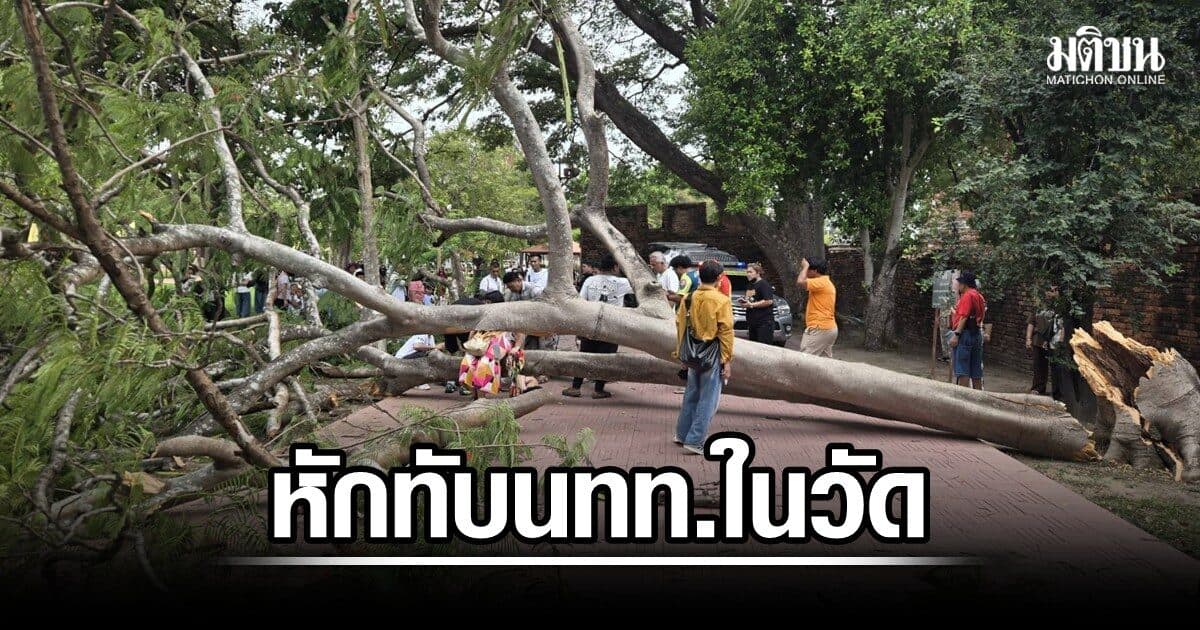 ต้นไม้ล้มทับนทท. ในวัดพระศรีสรรเพชญ์ อยุธยา เจ็บหลายราย จนท.รุดช่วย