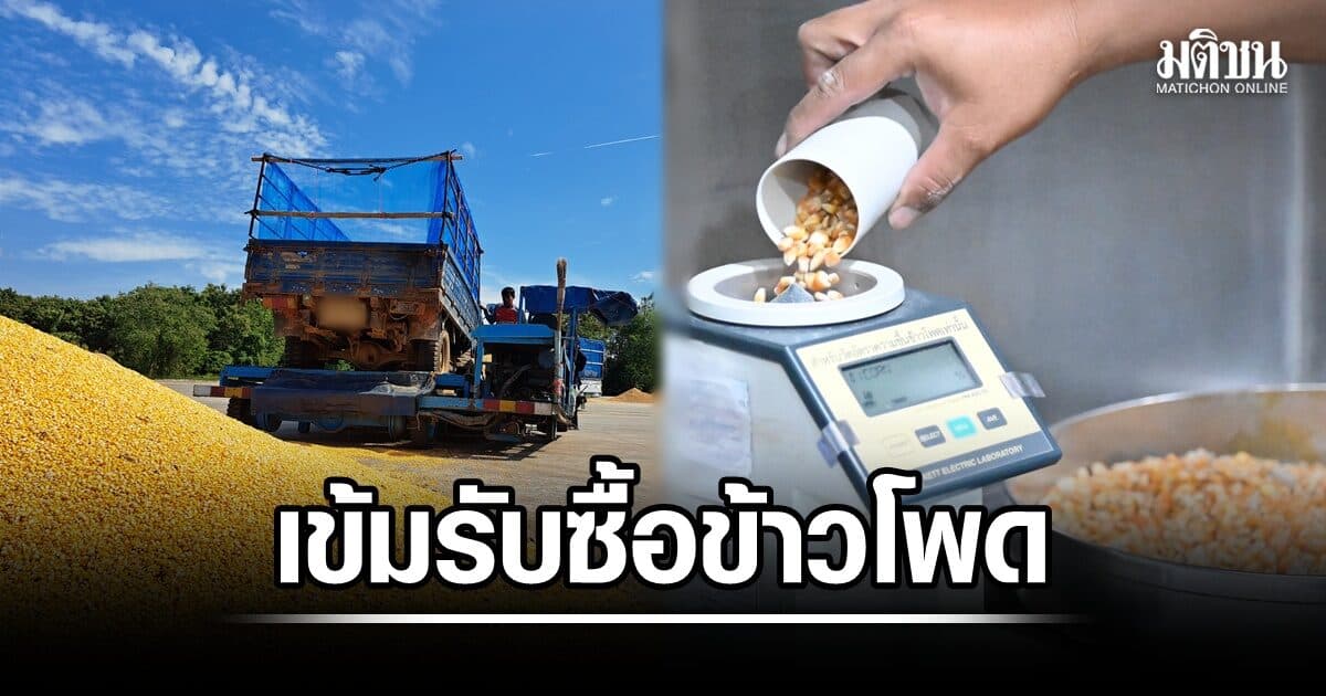 คน. จับมือ พาณิชย์จังหวัด เข้มพ่อค้าคนกลาง รับซื้อข้าวโพดราคาเป็นธรรม ฝ่าฝืนโทษจำคุกสูง5-7ปี